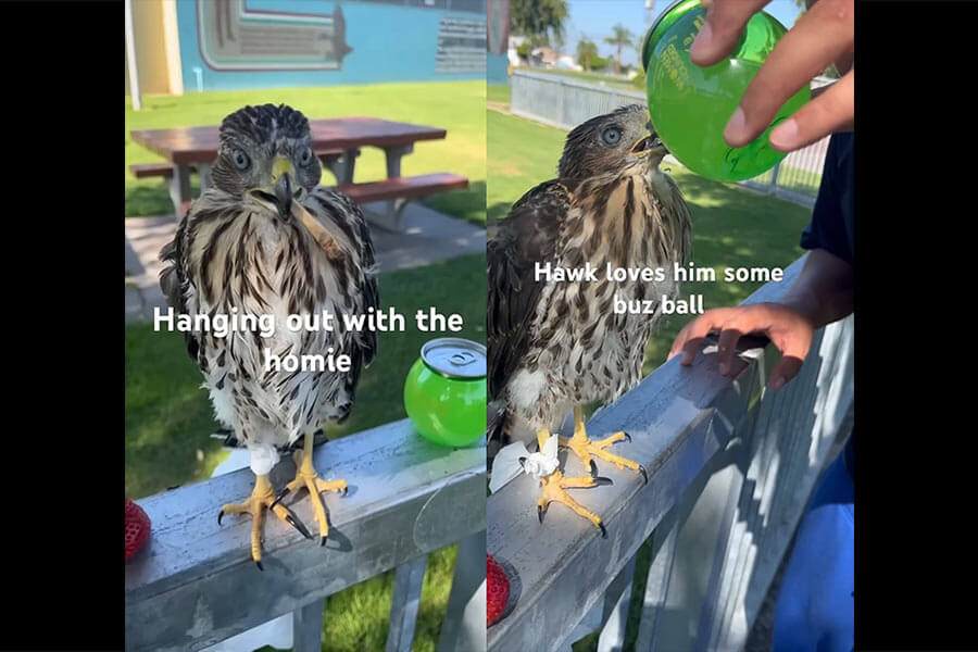 hawk gets alcohol