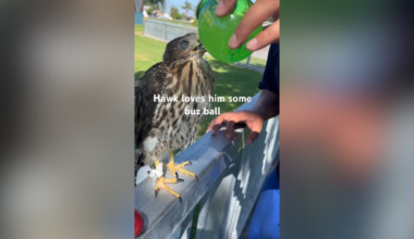 Los Angeles man sentenced for pouring alcoholic drink into bird's mouth