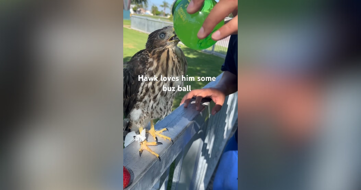 Los Angeles man sentenced for pouring alcoholic drink into bird's mouth