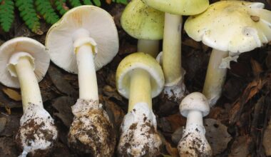 Death cap mushrooms have killed 4 people in California where they are proliferating