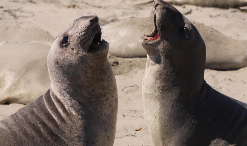 California records avian flu in northern elephant seals