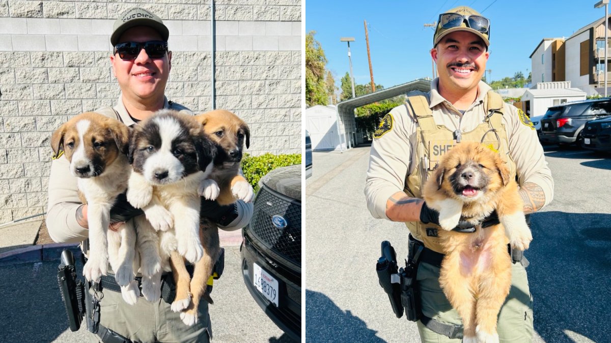 Good Samaritan saves six puppies left in bucket near Old Hwy 395 – NBC 7 San Diego