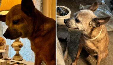 San Bernardino elderly man wants to find his elderly dog – NBC Los Angeles