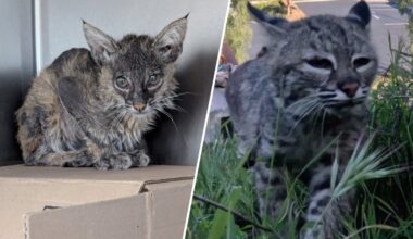 Rescued bobcat returns to the wild after life-saving care – NBC 7 San Diego