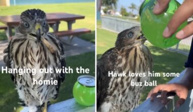 CDFW – NBC Los Angeles