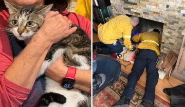 OCFA rescues senior cat stuck under family fireplace – NBC Los Angeles