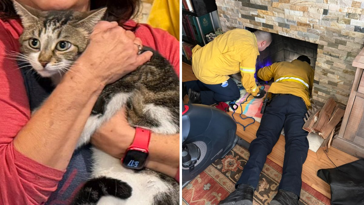OCFA rescues senior cat stuck under family fireplace – NBC Los Angeles