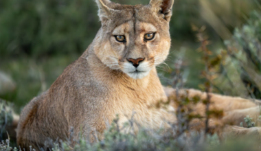California mountain lions are now threatened species – NBC Los Angeles