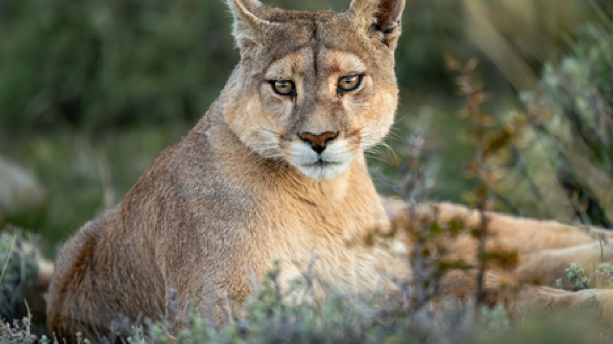 California mountain lions are now threatened species – NBC Los Angeles
