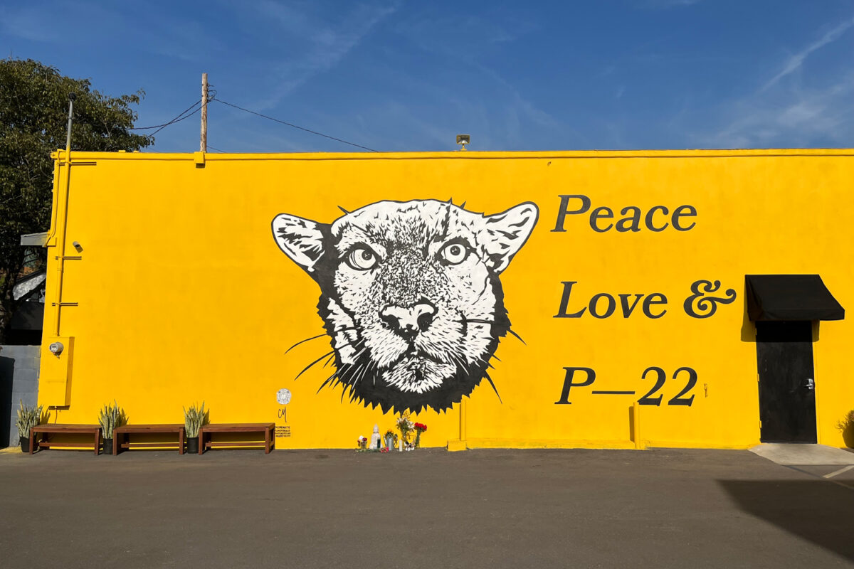 Artist Corie Mattie's mural in Silver Lake, completed shortly before P-22's death. (Photo by Christopher Hughes.