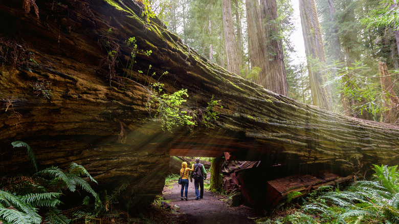 Hikers passing underneath a fallen redwood tree in Redwood National Park, California