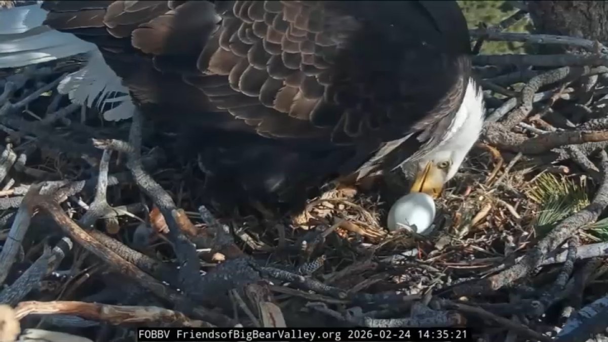After losing eggs to ravens, Big Bear Valley’s bald eagle couple welcome a new egg – NBC Los Angeles