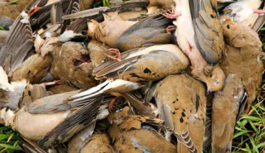 Conservative Game Expands Dove and Game Hunt Packages in Fresno - Knox News