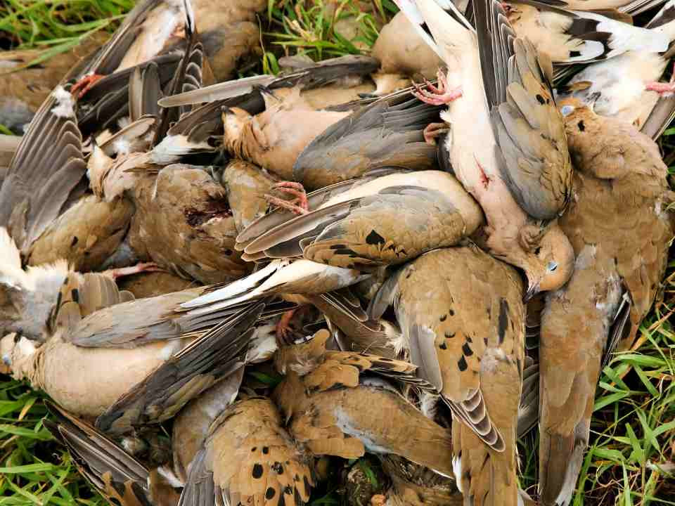 Conservative Game Expands Dove and Game Hunt Packages in Fresno - Knox News