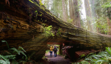 California's 5 Most Ethereal Trails In Redwoods National And State Parks, According To Reviews