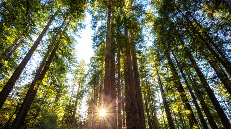 The sun between the redwoods in Lady Bird Johnson Grove