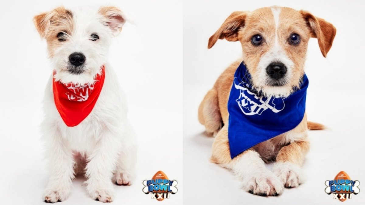 Puppy Bowl XXII parties are bounding into Southern California – NBC Los Angeles