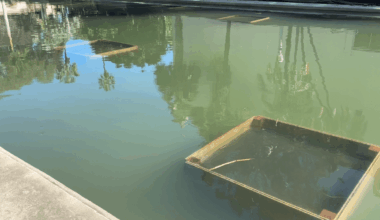 Balboa Park lily pond cleanup underway – NBC 7 San Diego