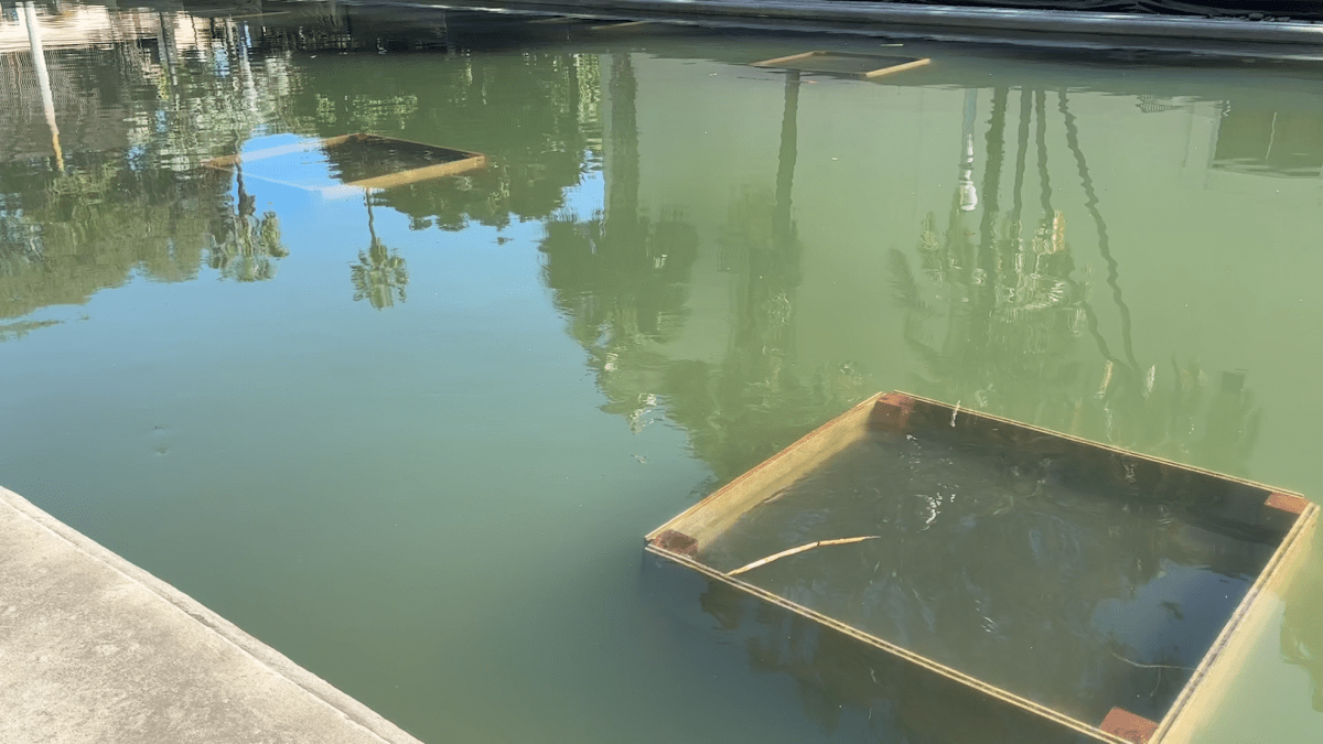 Balboa Park lily pond cleanup underway – NBC 7 San Diego