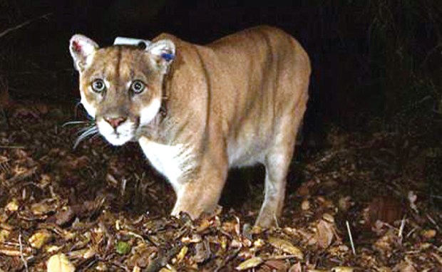 This November 2014 photo provided by the National Park Service shows the Griffith Park mountain lion known as P-22. He died on Dec. 17, 2022. (National Park Service, via AP, File)