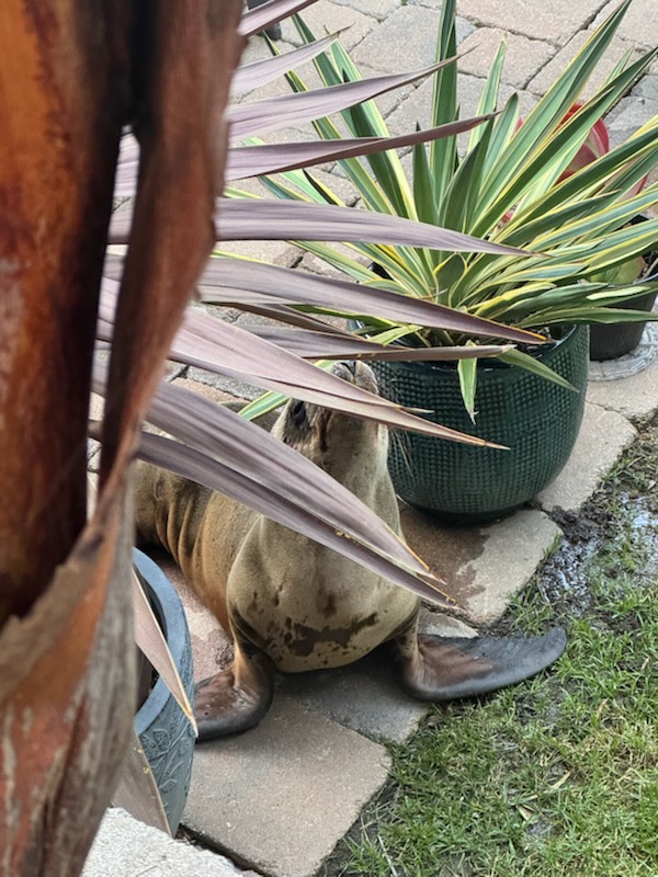 A sea lion pup found in the front yard of a home in La Jolla was rescued and taken to SeaWorld San Diego. (Laura Spielman)