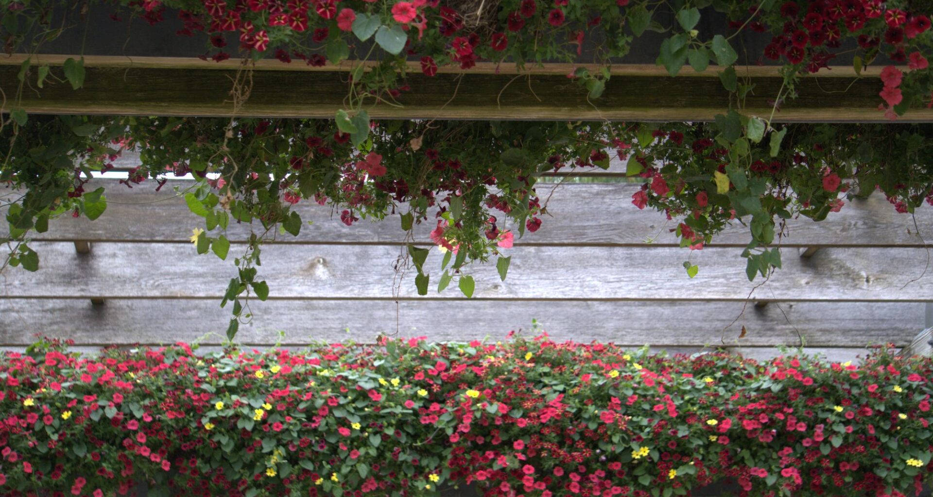 Love letter to Oakland University – The Oakland Post