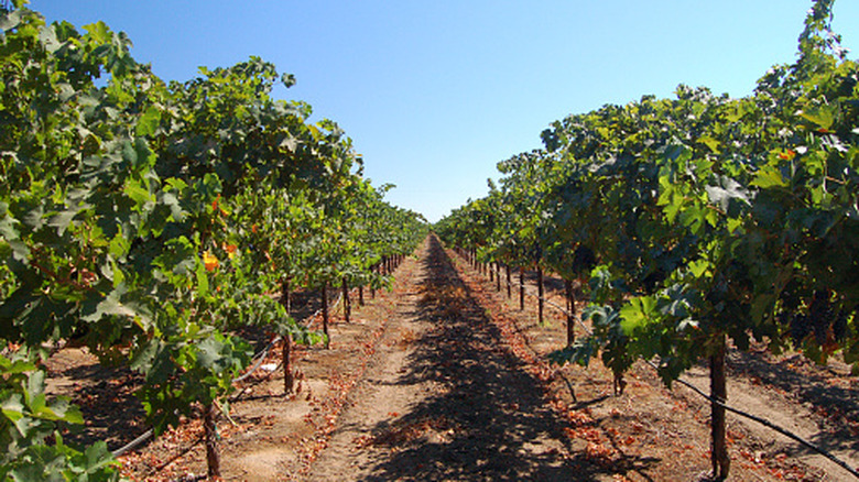 Grape vineyards in Central California
