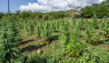 California Activists Warn of Environmental Damage from Illegal Cannabis Farms