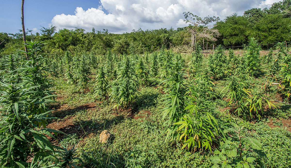 California Activists Warn of Environmental Damage from Illegal Cannabis Farms