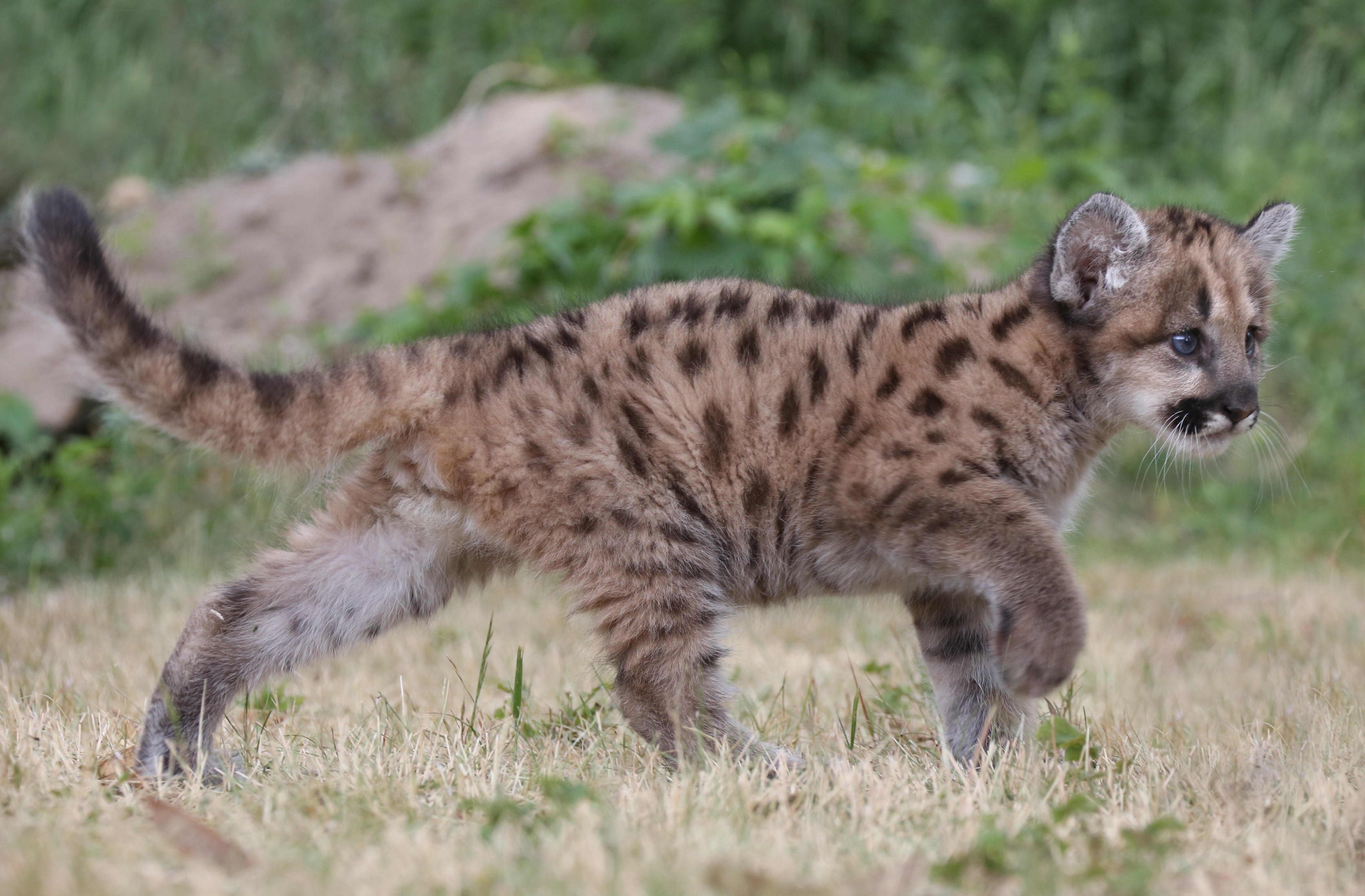 Mountain lions typically avoid interaction with humans, and attacks are rare. An estimated 4,000 to 6,000 live in California. This one, however, was living at the Berlin Zoo in 2012. (Stephanie Pilick/AFP/Getty Images)
