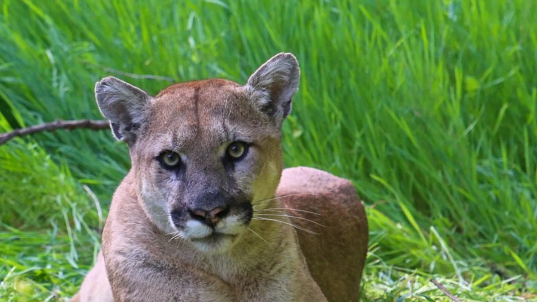 Cougar resting on green grass, with alert expression.