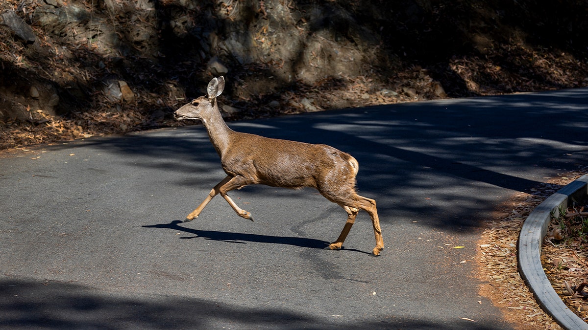 A mule deer walks across a paved road in a wooded area.