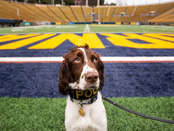 Abused as a puppy, UC Berkeley’s new police dog finds second life on campus