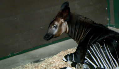 Sacramento Zoo unveils name of first-ever okapi calf born at facility