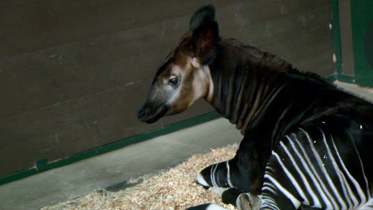 Sacramento Zoo unveils name of first-ever okapi calf born at facility