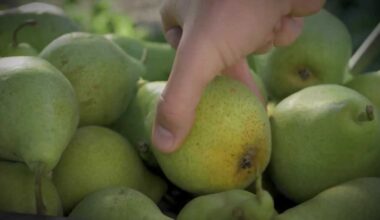 Imported pears from Argentina are causing problems for California farmers