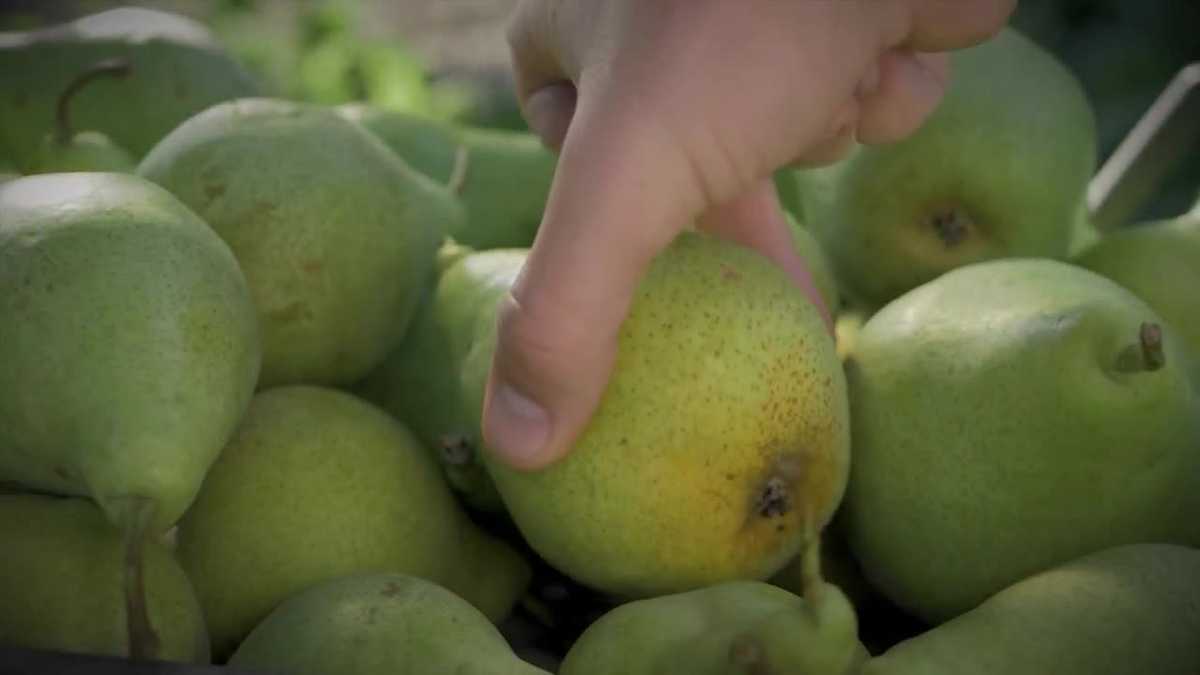Imported pears from Argentina are causing problems for California farmers