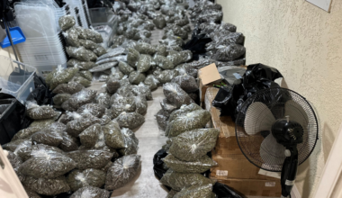 300 pounds of processed marijuana discovered in San Leandro illegal cultivation investigation