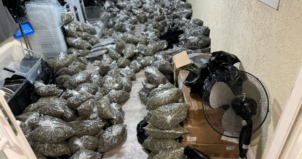300 pounds of processed marijuana discovered in San Leandro illegal cultivation investigation