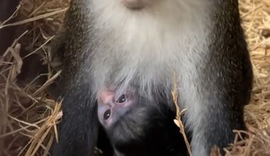Oakland Zoo Welcomes New Baby Red-Tailed Monkey