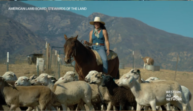 California Shepherdess Champions Regenerative Agriculture and Prescribed Grazing