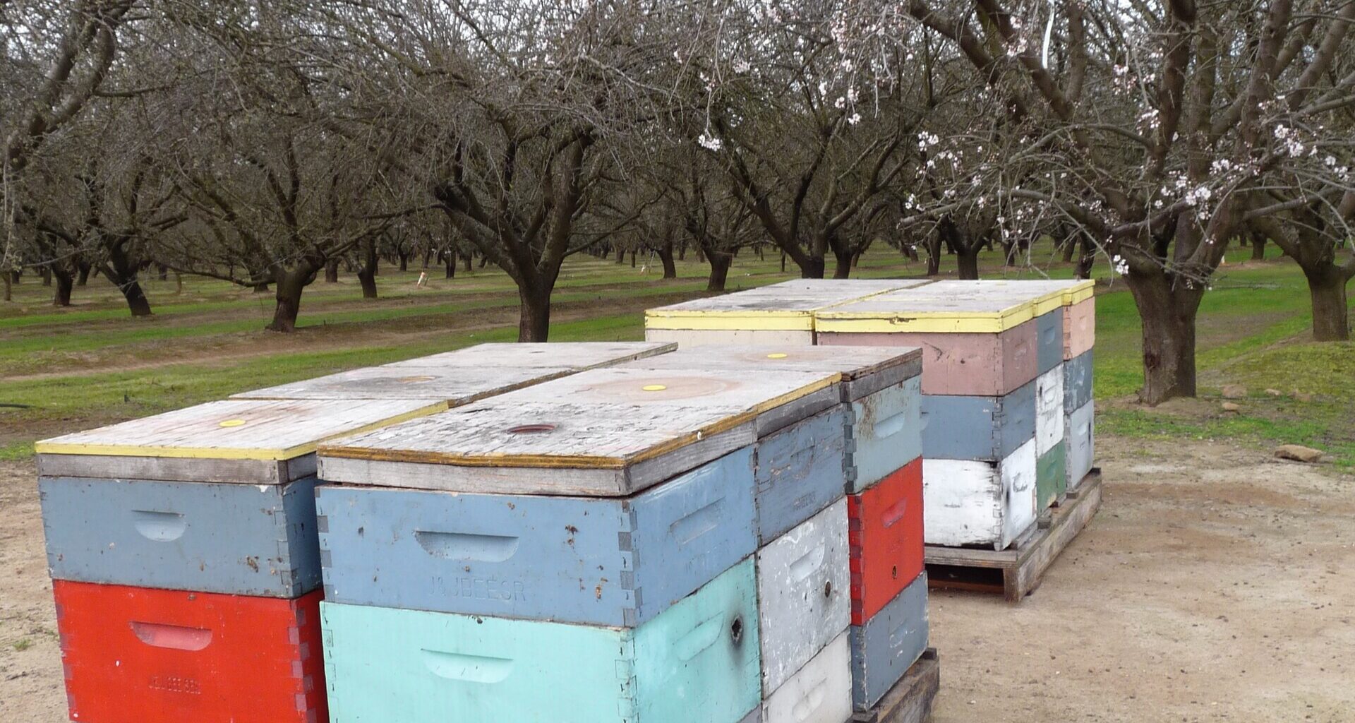Bees Are in California for Almond Pollination