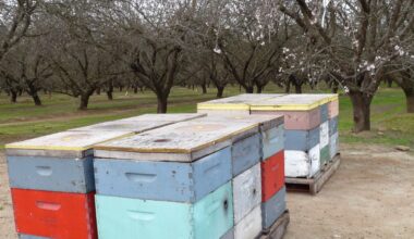 Bees Are in California for Almond Pollination