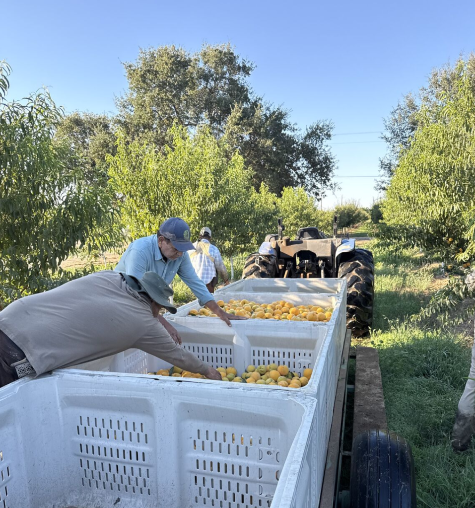 Workers loading harvested peaches into large crates on a tractor trailer.