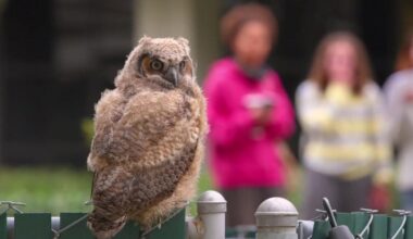 Sacramento State students buzz over owl fledgling perched at eye level