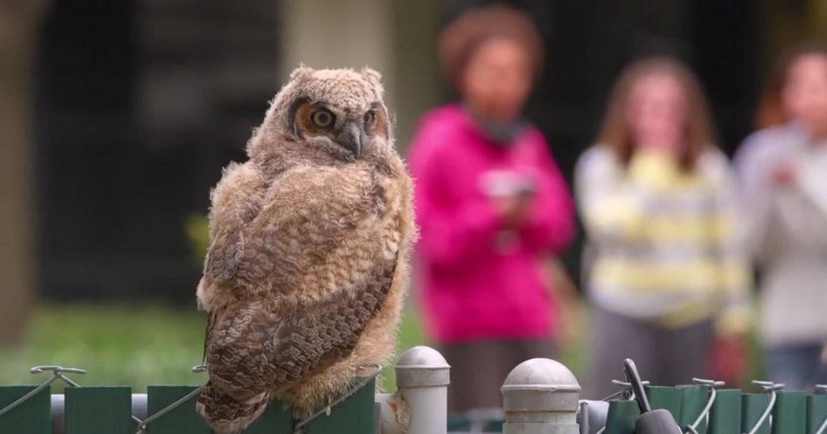 Sacramento State students buzz over owl fledgling perched at eye level