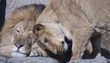 Sacramento Zoo says lions Slamson and Binti are easing into sharing space