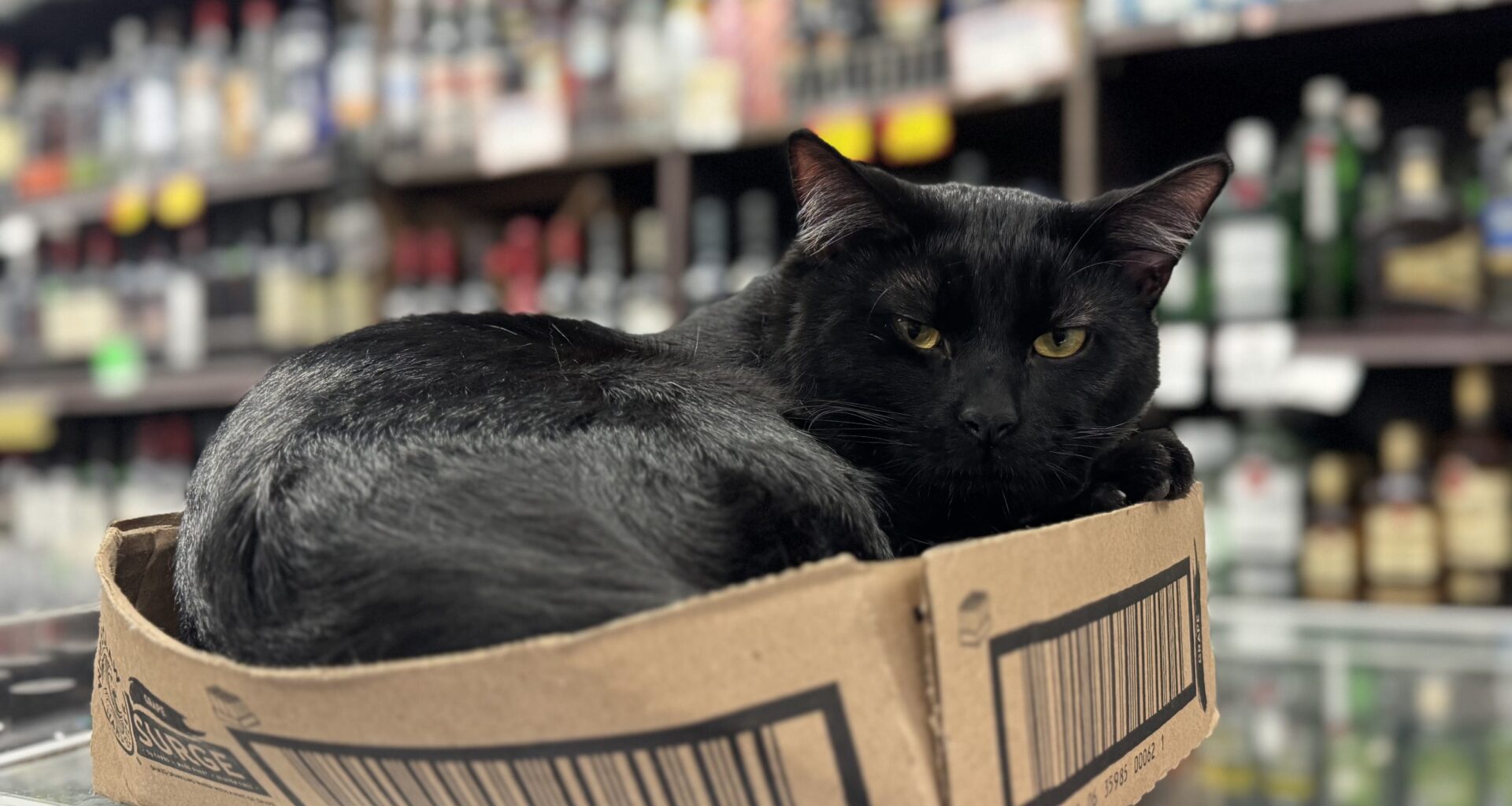 16th and Mission bodega gets new cat after Waymo tragedy