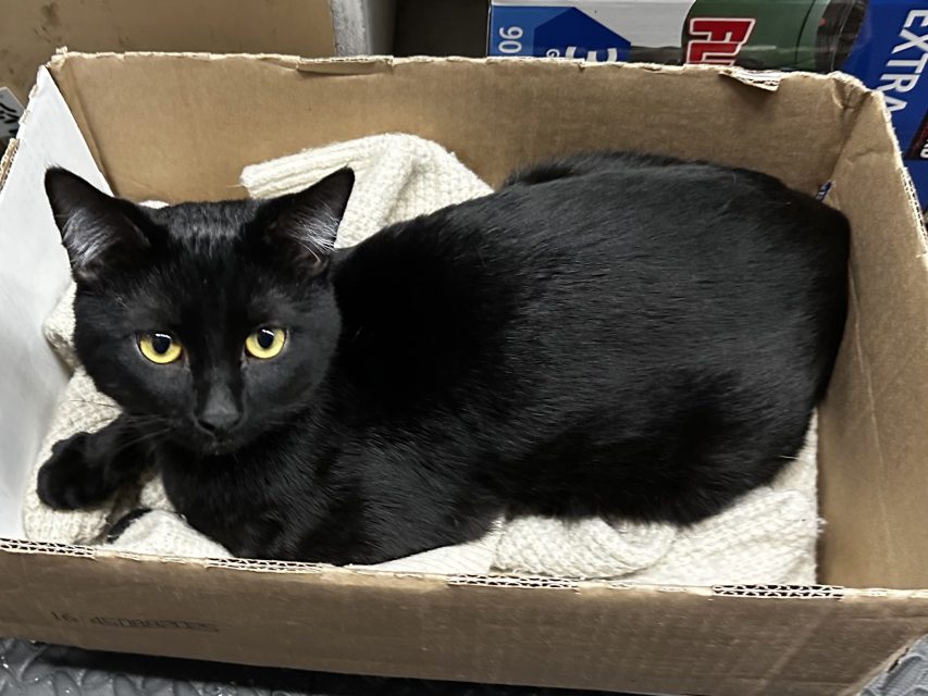 A black cat with yellow eyes lies on a light-colored blanket inside a cardboard box, looking up towards the camera.