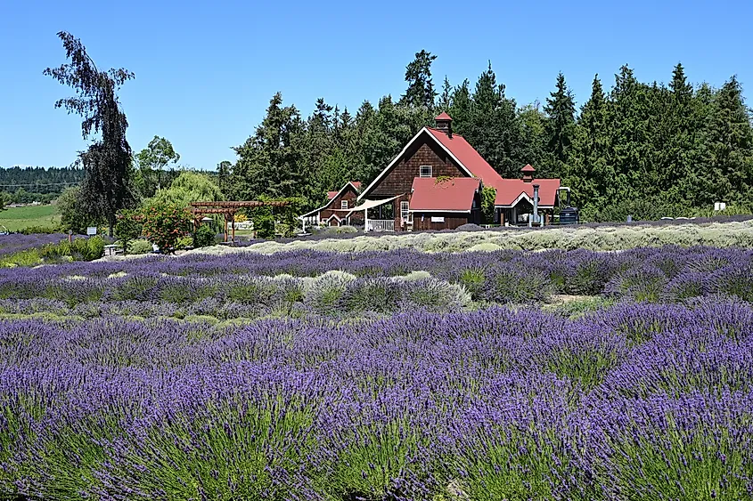 Lavender fields in Sequim, Washington.